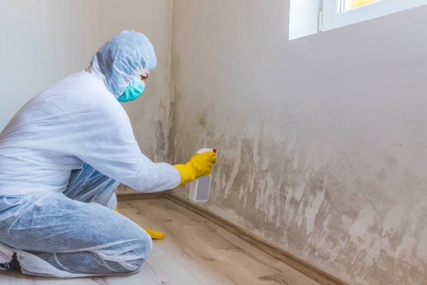 Licensed Black Mold Removal service in Yacolt, WA - WQB Mold Removal