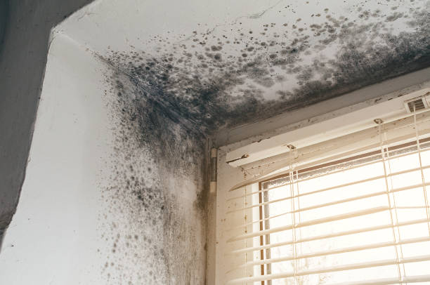 Affordable Black Mold Removal solutions in Yacolt, WA